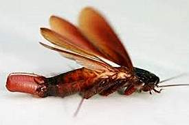 cockroach2