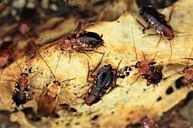 cockroach3