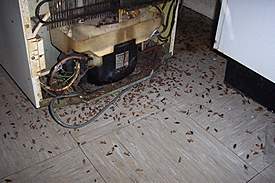 cockroach4