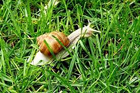 snail1