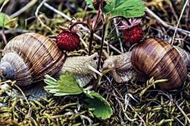 snail2
