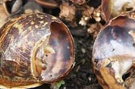 snail4