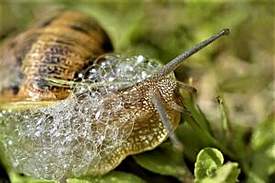 snail5