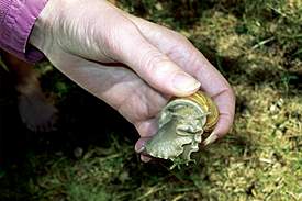 snail7
