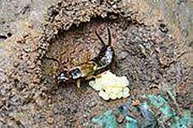 earwig8