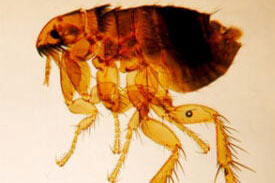flea2