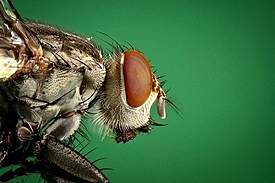 fly2