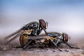 fly4