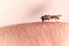 fly5