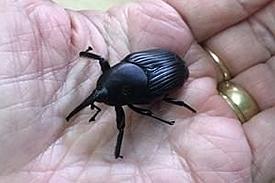 weevil12