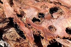 weevil7