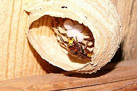 wasp15
