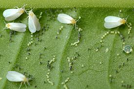 an1 Whiteflies