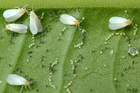 Whiteflies