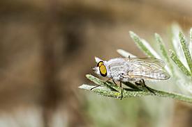 Whiteflies