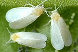 Whiteflies