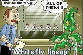 ant5 Whiteflies