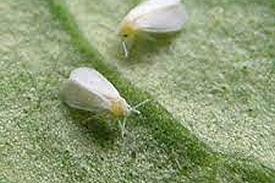 Whitefly