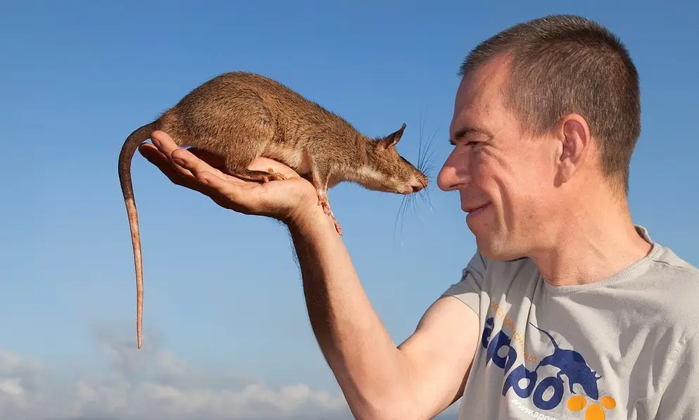 Man holding a large rodent on his palm against a blue sky