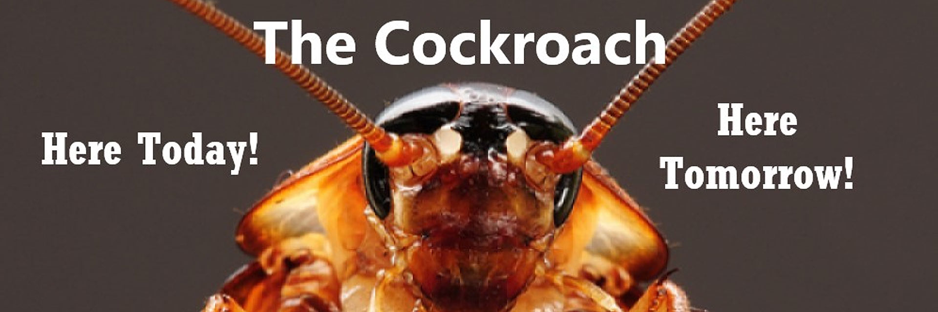 Corky’s Cockroach Control Service