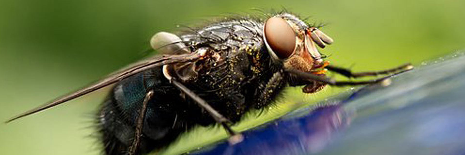 Corky’s Fly Control Service