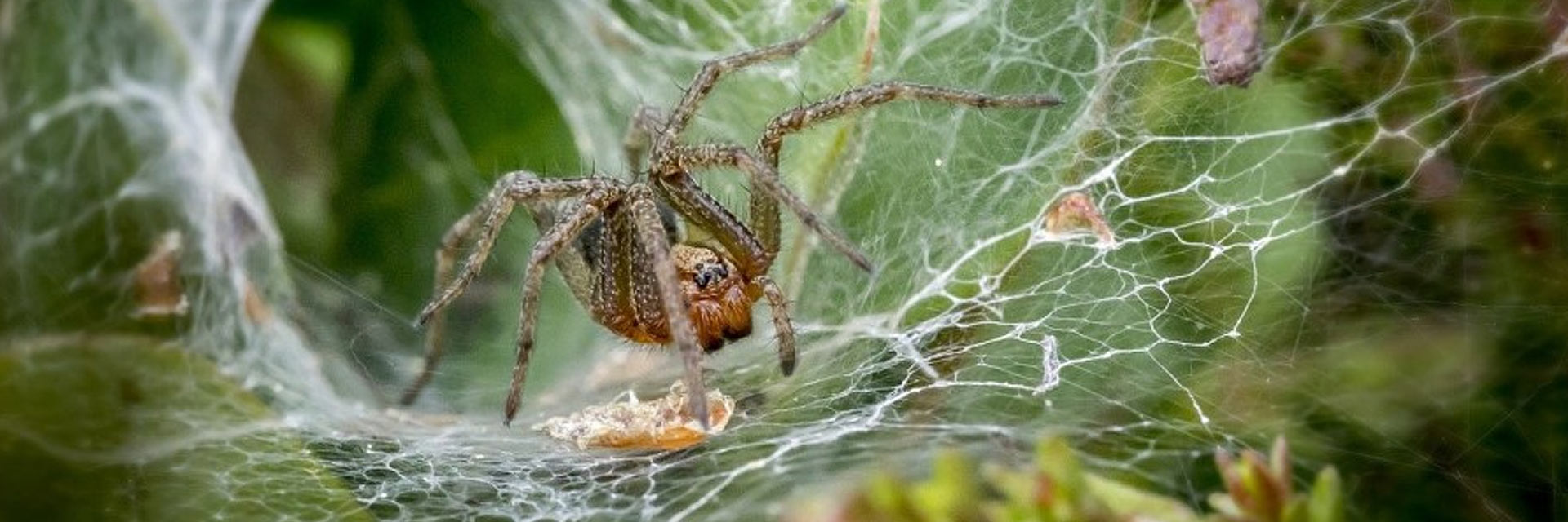 Corky’s Spider Control Service