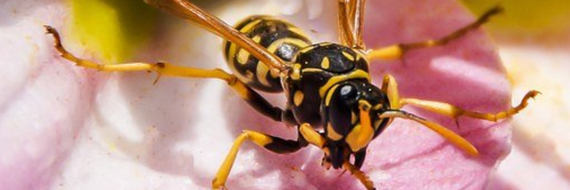 CORKY’S WASP CONTROL SERVICE