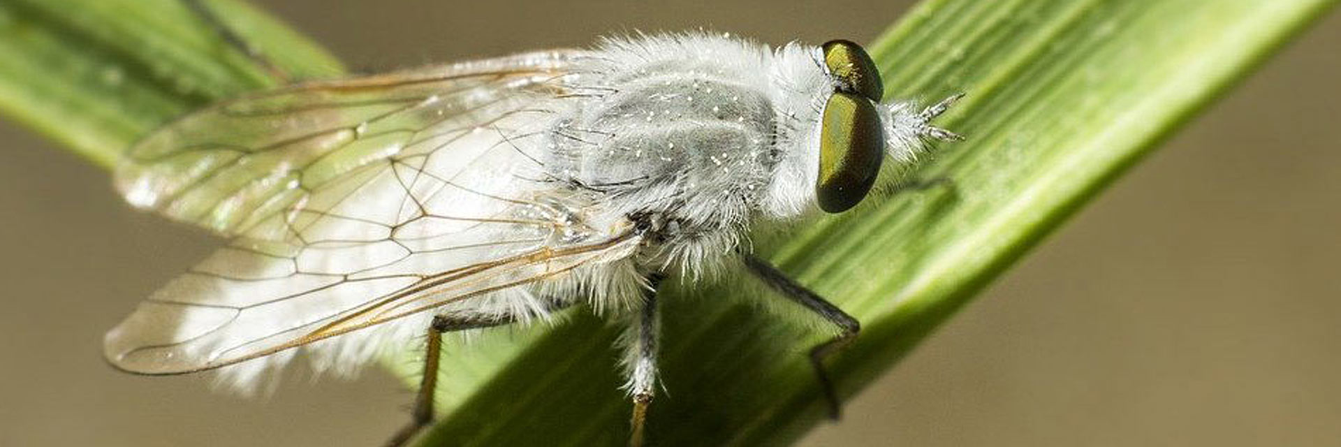 CORKY’S WHITEFLY CONTROL SERVICE
