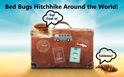 Beware! Bed Bugs Too Are Traveling For The Holidays.