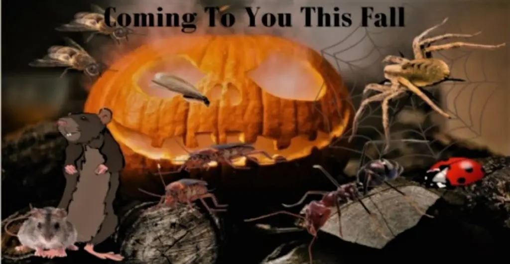 Humorous fall-themed collage featuring a carved jack-o'-lantern pumpkin surrounded by insects and rodents with text reading 'Coming To You This Fall'