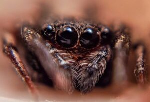 spider eyes