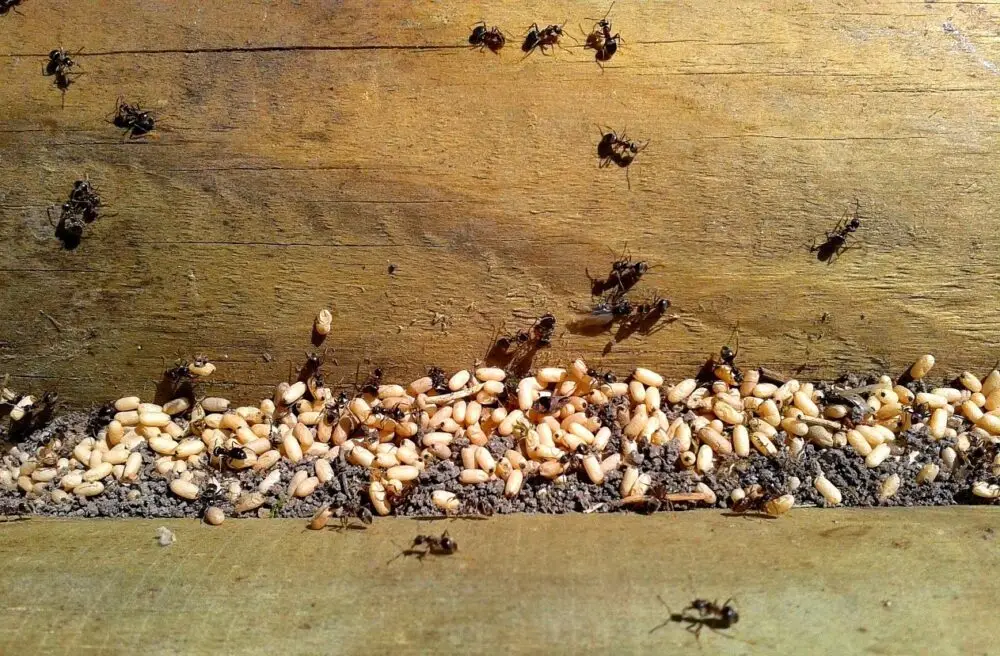 Ants carrying eggs and foraging on a wooden surface with small stones