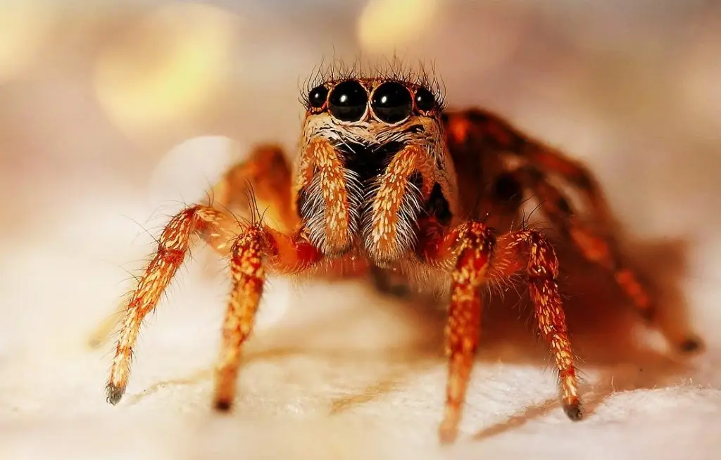 Reddish-brown jumping spider with large forward-facing eyes and hairy legs on a light surface
