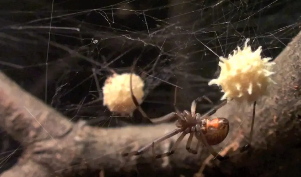 Brown widow spider with cream-colored egg sacs on a dark branch