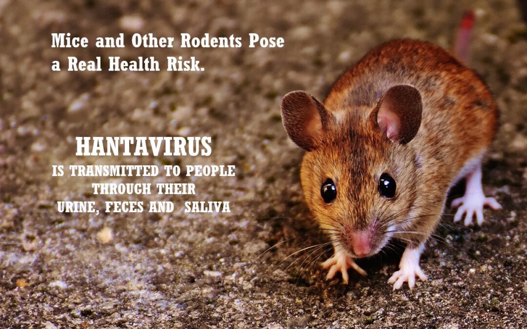 Hantavirus Infected Rodents in San Diego County