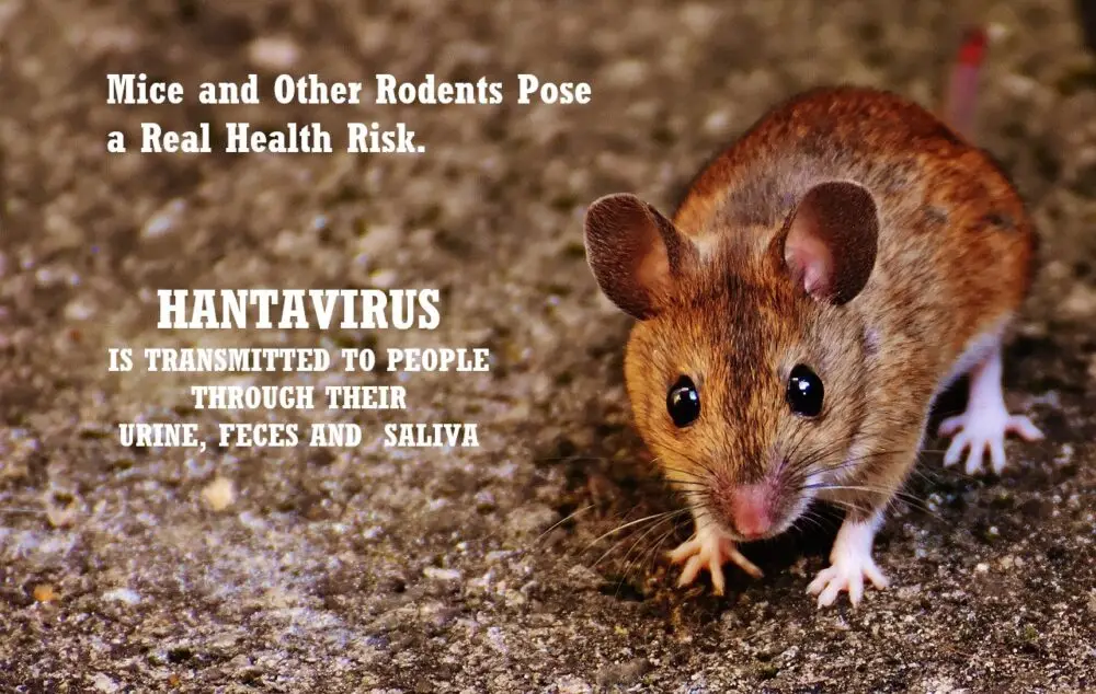 Brown mouse on gray ground with text about hantavirus transmission through rodent urine, feces, and saliva