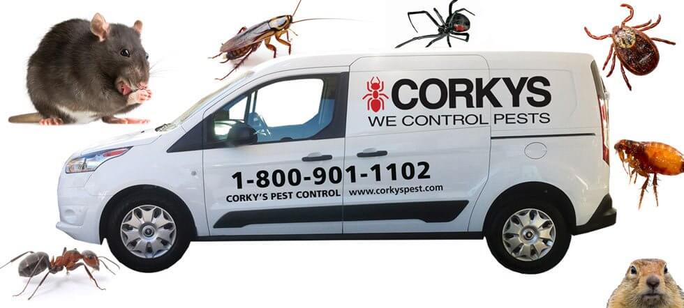 Pest Control Orem Utah