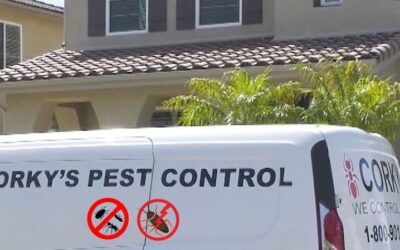 Termite Treatment: Termites are a problem that no one wants to deal with!