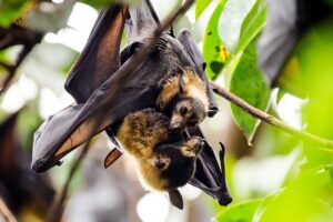 bats are pollinators we can't live wirhout