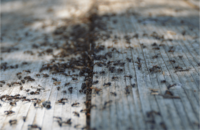 Ant Treatment