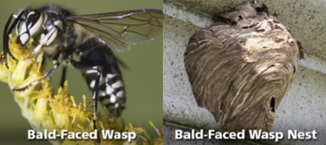 Bald Faced Wasp