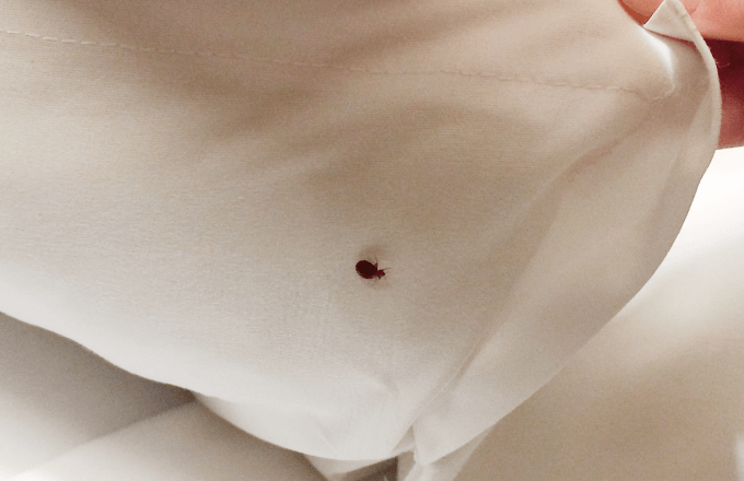 Bed Bug Removal