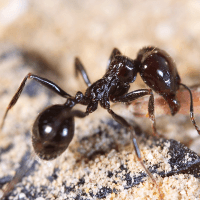 Free Seasonal - Ant Free Seasonal - Ant