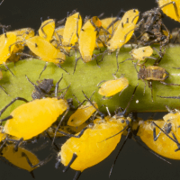 Free Seasonal - Insect Free Seasonal - Insect