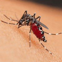Free Seasonal - Mosquito Free Seasonal - Mosquito