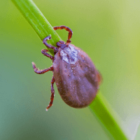 Free Seasonal - Tick Free Seasonal - Tick