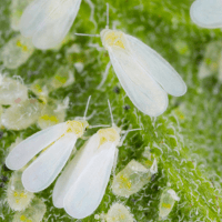 Free Seasonal - White Free Seasonal - White