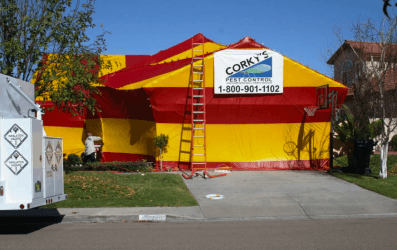 Fumigation Services