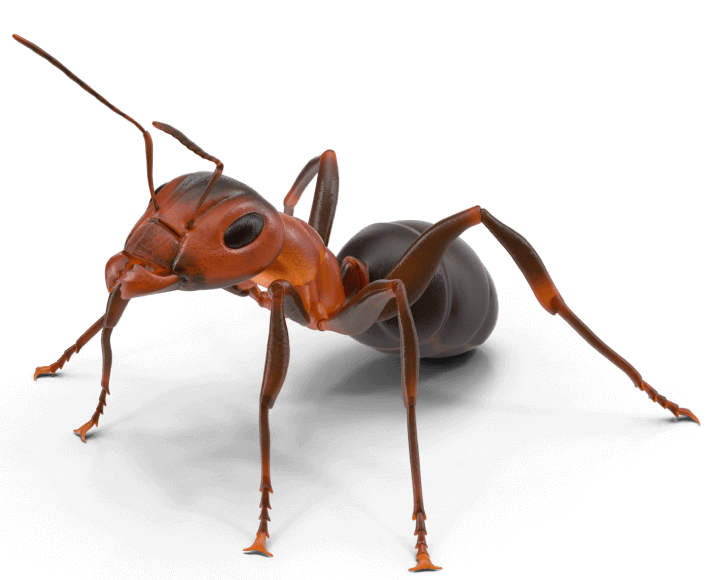 Ant