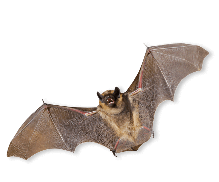 id-image-bat Bats